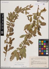 Foto von Salix excelsa S. G. Gmel.